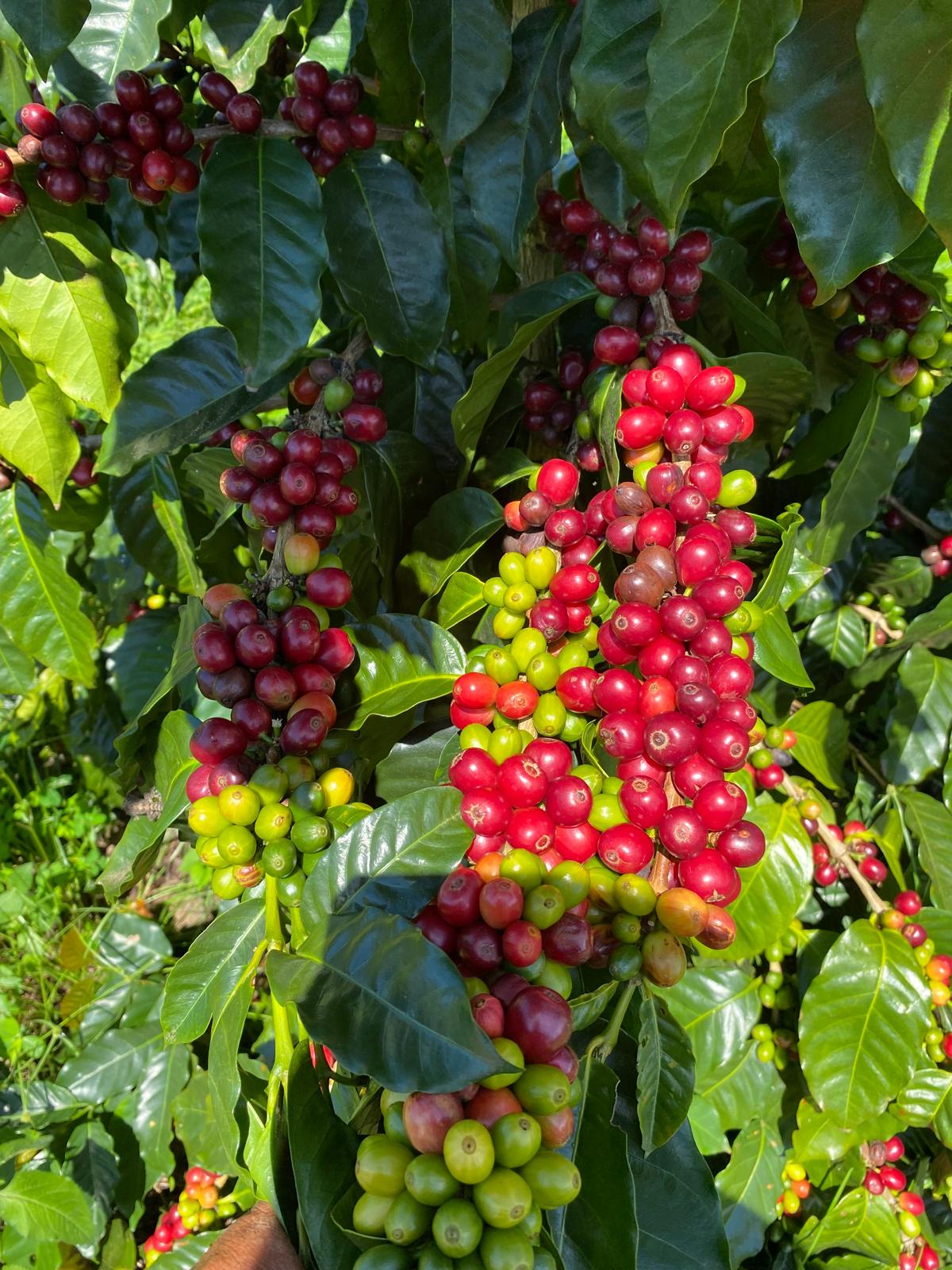 Cowboy Kona Coffee – 16oz Prime Medium Roast